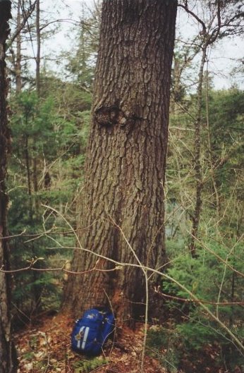 Large White Pine